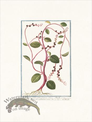 Bonelli 198 Ceylon spinach